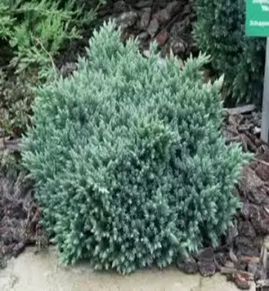 Можжевельник чешуйчатый  Блу Cтар Juniperus squamata Blue Star